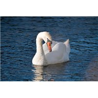 Лебедь на темной воде - Фотообои Животные|лебеди