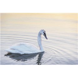 Лебедь на воде - Фотообои Животные|лебеди - Модульная картины, Репродукции, Декоративные панно, Декор стен