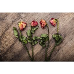 Розы - Черно-белые фотообои - Модульная картины, Репродукции, Декоративные панно, Декор стен