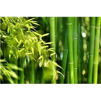 Портреты картины репродукции на заказ - Листья бамбука - Фотообои природа|бамбук