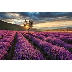 Лаванда на закате - Фотообои природа|поля - Модульная картины, Репродукции, Декоративные панно, Декор стен