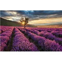 Портреты картины репродукции на заказ - Лаванда на закате - Фотообои природа|поля