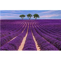 Прованс - Фотообои цветы|лаванды