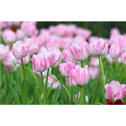 Розовый тюльпан - Фотообои цветы|тюльпаны - Модульная картины, Репродукции, Декоративные панно, Декор стен
