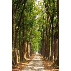 Теннистая аллея - Фотообои природа|деревья и травы - Модульная картины, Репродукции, Декоративные панно, Декор стен