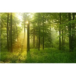 Лесная панорама - Фотообои природа - Модульная картины, Репродукции, Декоративные панно, Декор стен
