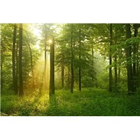 Портреты картины репродукции на заказ - Лесная панорама - Фотообои природа