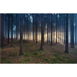 Сосны - Фотообои природа - Модульная картины, Репродукции, Декоративные панно, Декор стен