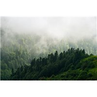 Портреты картины репродукции на заказ - Туман над лесом в горах - Фотообои природа
