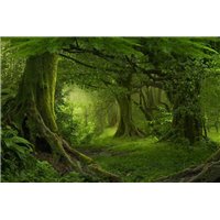 Портреты картины репродукции на заказ - Лесной пейзаж - Фотообои природа