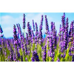 Цветки лаванды - Фотообои цветы - Модульная картины, Репродукции, Декоративные панно, Декор стен