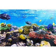 Картина на холсте по фото Модульные картины Печать портретов на холсте Под водой - Фотообои Море