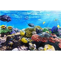 Портреты картины репродукции на заказ - Под водой - Фотообои Море