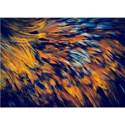 Перья птицы - Фотообои Фоны и текстуры - Модульная картины, Репродукции, Декоративные панно, Декор стен