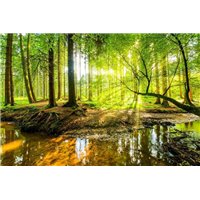 Портреты картины репродукции на заказ - Яркий лес - Фотообои природа