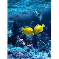 Портреты картины репродукции на заказ - Морское дно - Фотообои Море