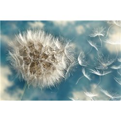 Нежный одуванчик - Фотообои цветы|одуванчик - Модульная картины, Репродукции, Декоративные панно, Декор стен