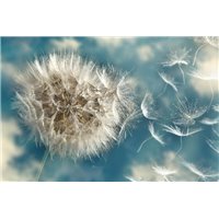 Портреты картины репродукции на заказ - Нежный одуванчик - Фотообои цветы|одуванчик