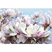 Портреты картины репродукции на заказ - Магнолии - 3D фотообои