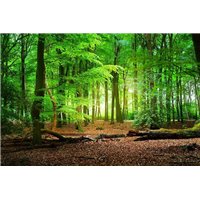 Портреты картины репродукции на заказ - Летний лес - Фотообои природа