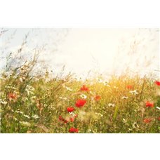 Картина на холсте по фото Модульные картины Печать портретов на холсте Полевые цветы под лучами слонца - Фотообои цветы|полевые