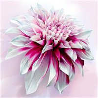 Портреты картины репродукции на заказ - Двухцветная георгина - 3D фотообои