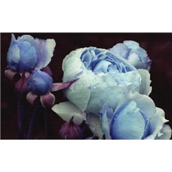 Голубые розы - 3D фотообои|3D цветы - Модульная картины, Репродукции, Декоративные панно, Декор стен