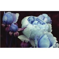 Портреты картины репродукции на заказ - Голубые розы - 3D фотообои|3D цветы