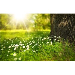 Поляна с цветами - Фотообои природа - Модульная картины, Репродукции, Декоративные панно, Декор стен