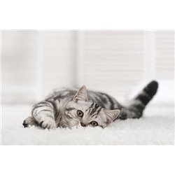 Котёнок - Фотообои Животные - Модульная картины, Репродукции, Декоративные панно, Декор стен