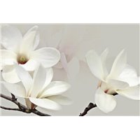 Белая магнолия - 3D фотообои|3Д обои в спальню
