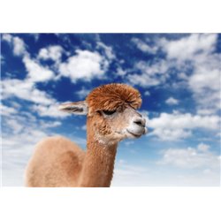 Верблюд - Фотообои Животные - Модульная картины, Репродукции, Декоративные панно, Декор стен