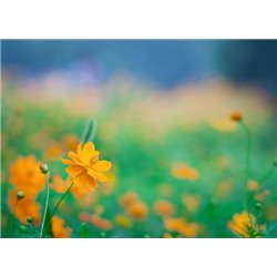 Ветреница - Фотообои цветы - Модульная картины, Репродукции, Декоративные панно, Декор стен