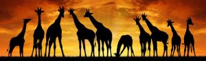 animals-0002