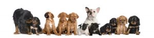 animals-0013