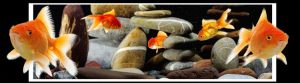 animals-0029