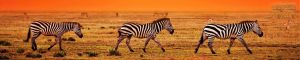 animals-0037