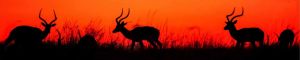 animals-0038