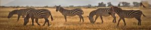 animals-0043
