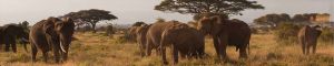 animals-0044