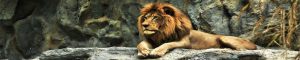 animals-0045