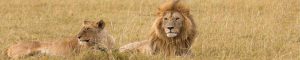 animals-0046