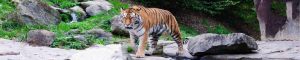 animals-0047