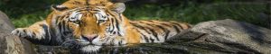 animals-0048