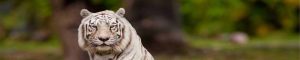 animals-0049