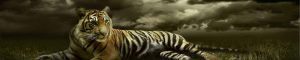 animals-0051