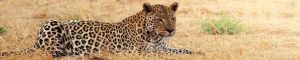 animals-0052