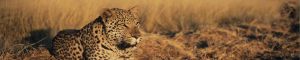 animals-0055
