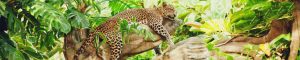 animals-0056