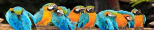 animals-0060